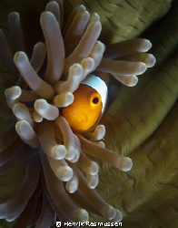 Clownfish looking out from a closed anemone.
Taken aroun... by Henrik Rasmussen 